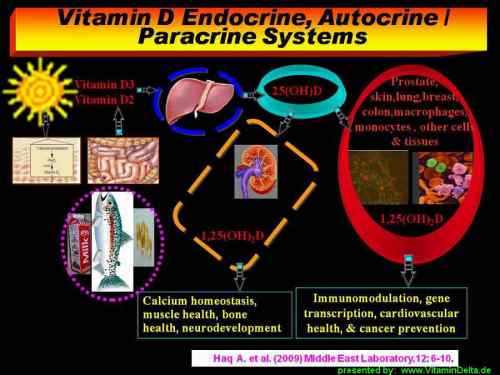 VitaminD-Biochemie-Biochemistry-Afrozul-Haq