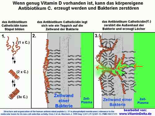 EHEC-Hilfe-Cathelicidin-VitaminD