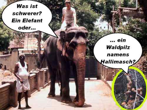 Elefant Pilz Rätsel komplexes Denken
