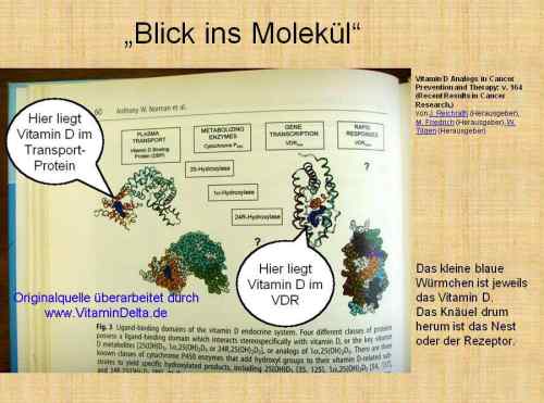 Folie053 Vitamin D Molekuel Einblick