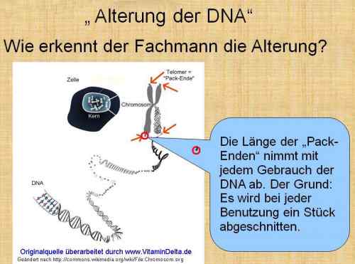 Folie199 Vitamin D Alterung-DNA